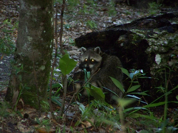 It's Wilder Than You Think, Camping in Florida…